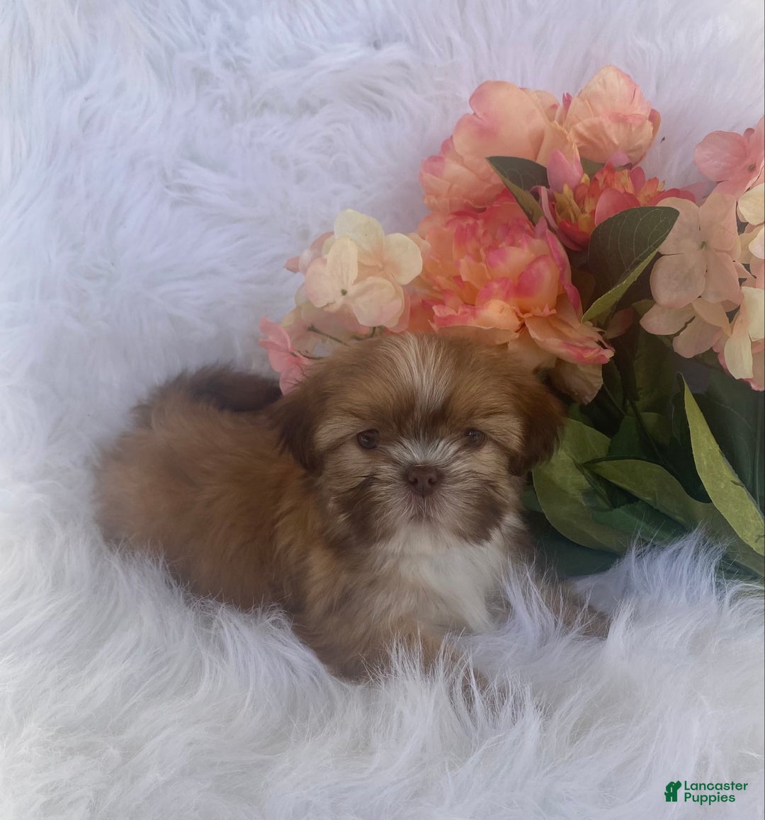 Mixed Breed dogs for sale: Clay - Ad 3