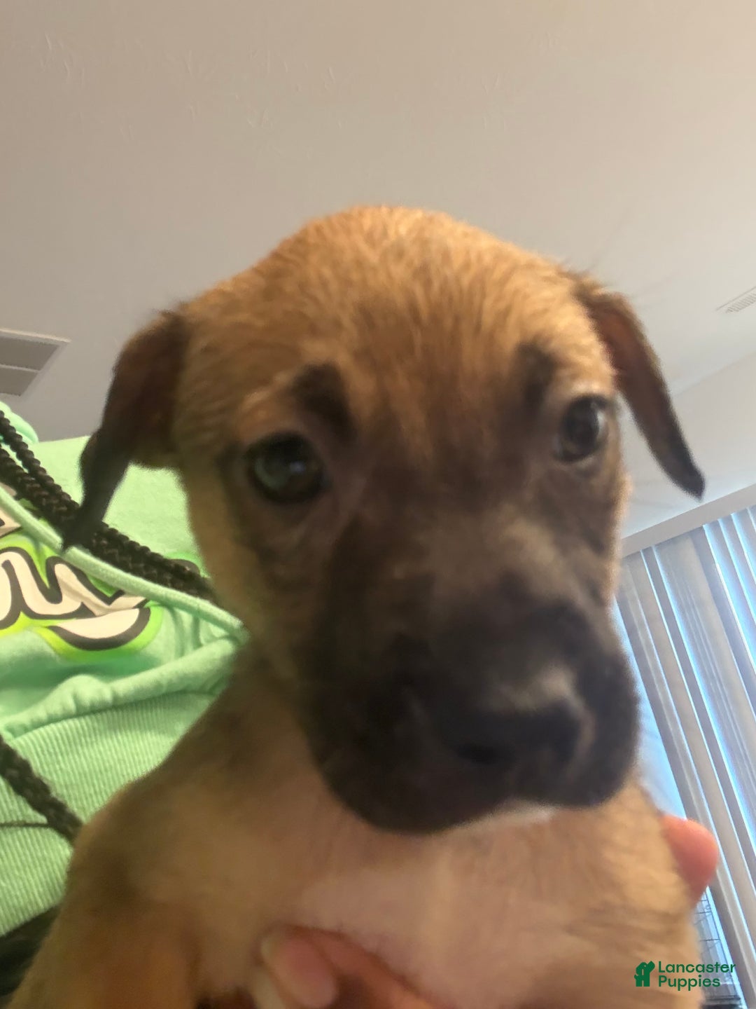 Mixed Breed dogs for sale: Mixed Breed Puppy 9 - Ad 1