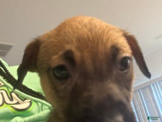 Mixed Breed dogs Mixed Breed Puppy 9 - Ad 6