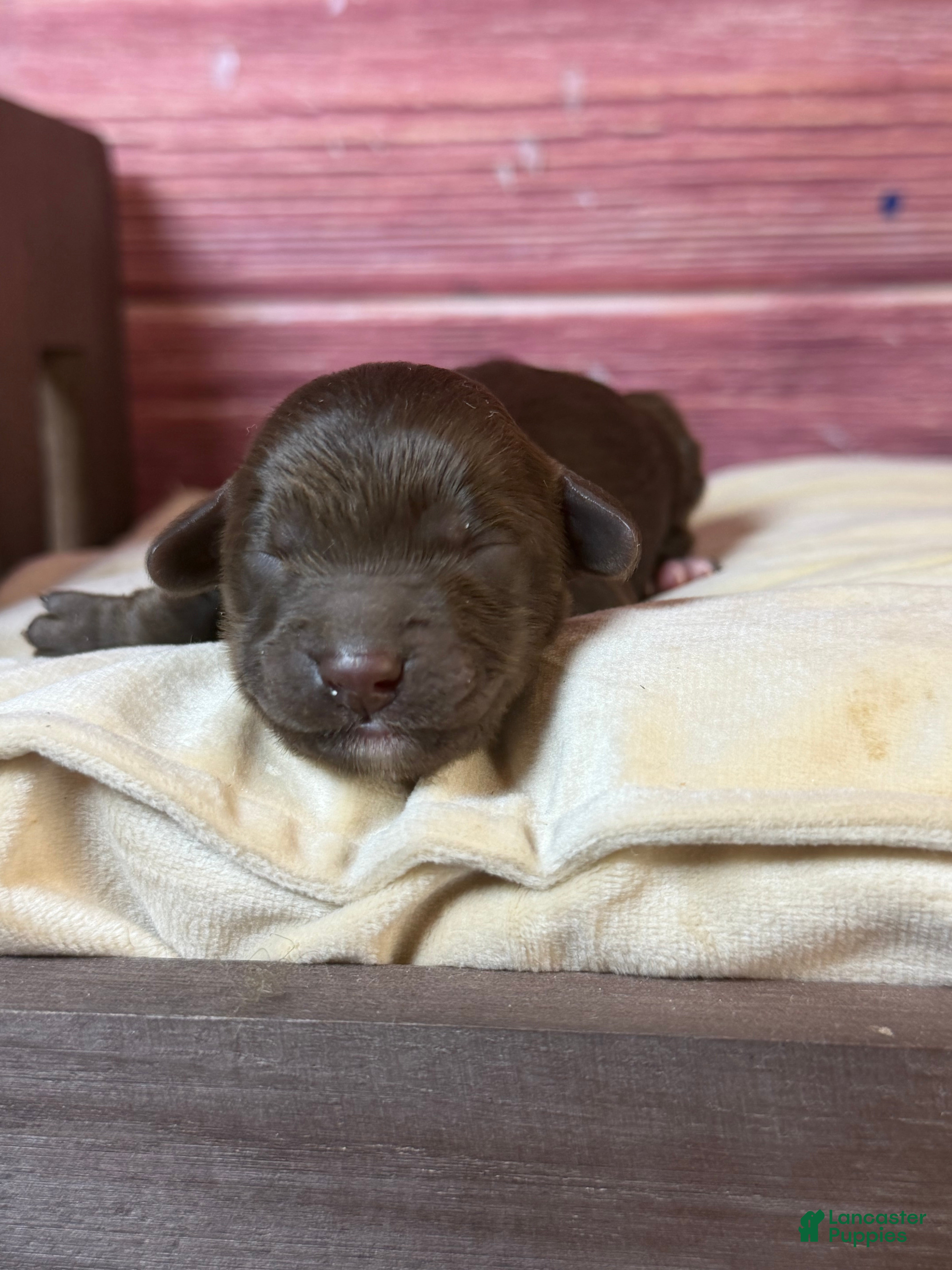 Cockapoo dogs Nox - Ad 2
