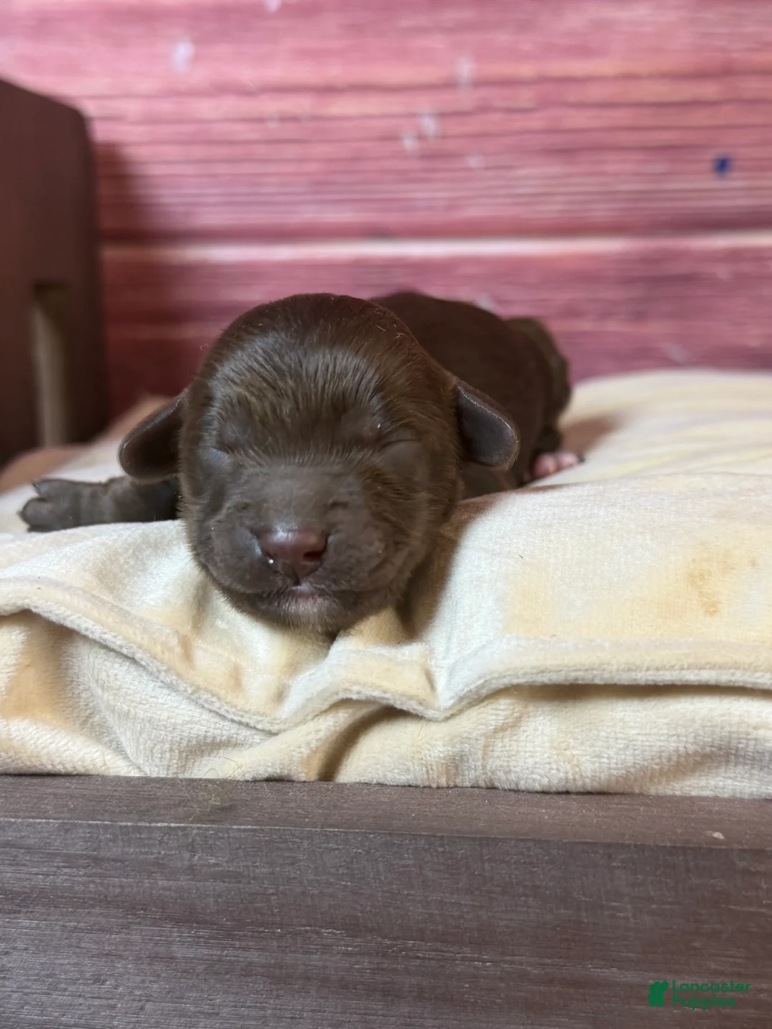 Cockapoo dogs for sale: Nox - Ad 2