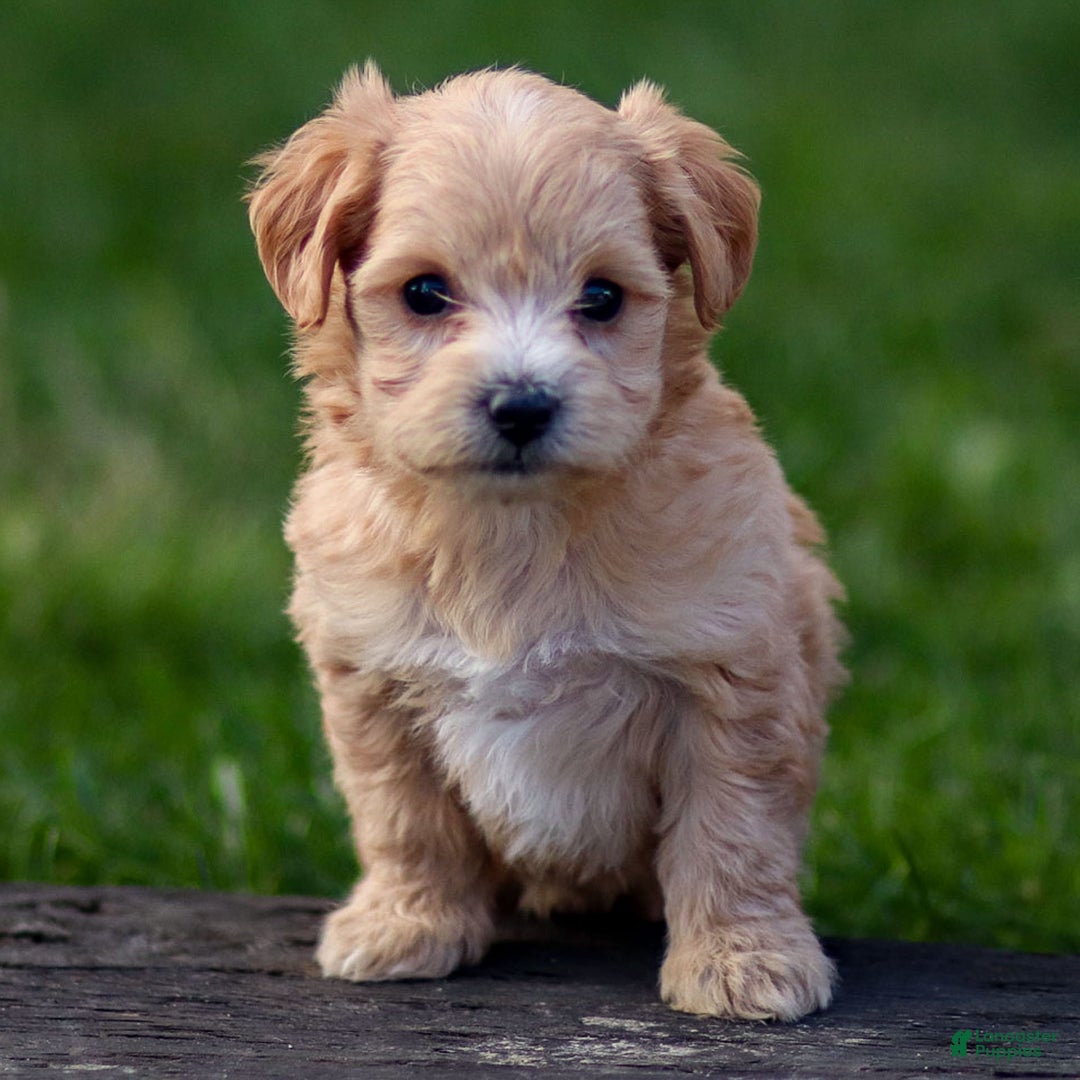 Maltipoo dogs for sale: Sondra - Ad 4