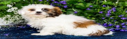 Shih Tzu dogs for sale: Jude - Ad 26