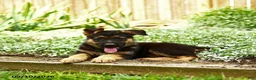 German Shepherd dogs for sale: Van   - Ad 2