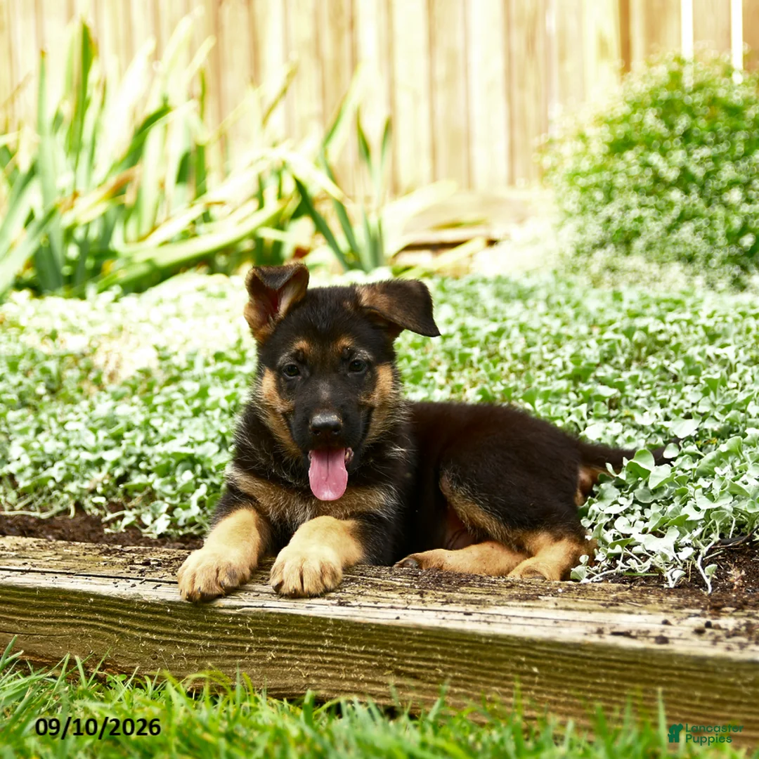 German Shepherd dogs for sale: Van   - Ad 2