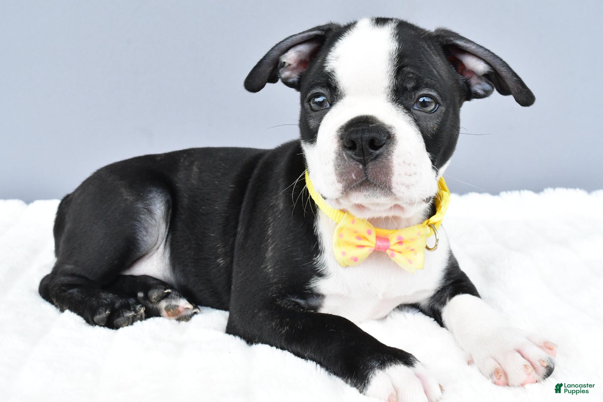 Boston Terrier dogs Simon - Ad 1