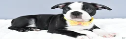Boston Terrier dogs for sale: Simon - Ad 1
