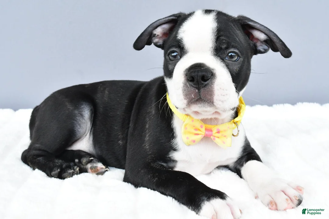 Boston Terrier dogs for sale: Simon - Ad 1