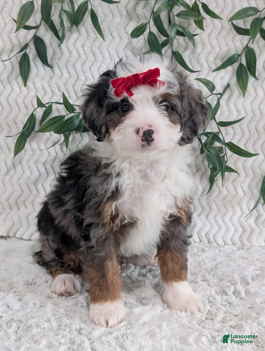 Mini Bernedoodle dogs for sale: Mini Marko  - Ad 10