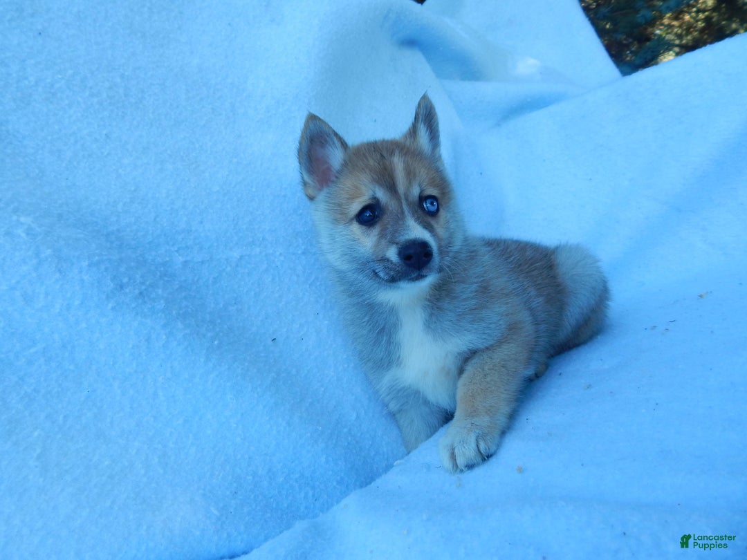 Pomsky dogs for sale: Jack - Ad 6