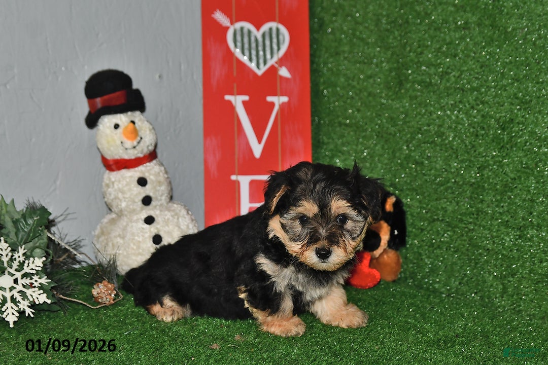 Yochon dogs for sale: Daisy - Ad 1