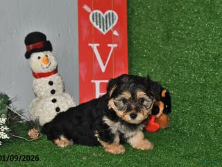 Yochon dogs Daisy - Ad 3