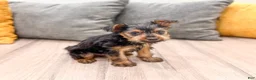 Yorkshire Terrier dogs for sale: Jace - Ad 3