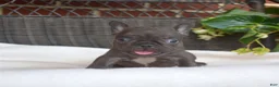 French Bulldog dogs for sale: Feta - Ad 14