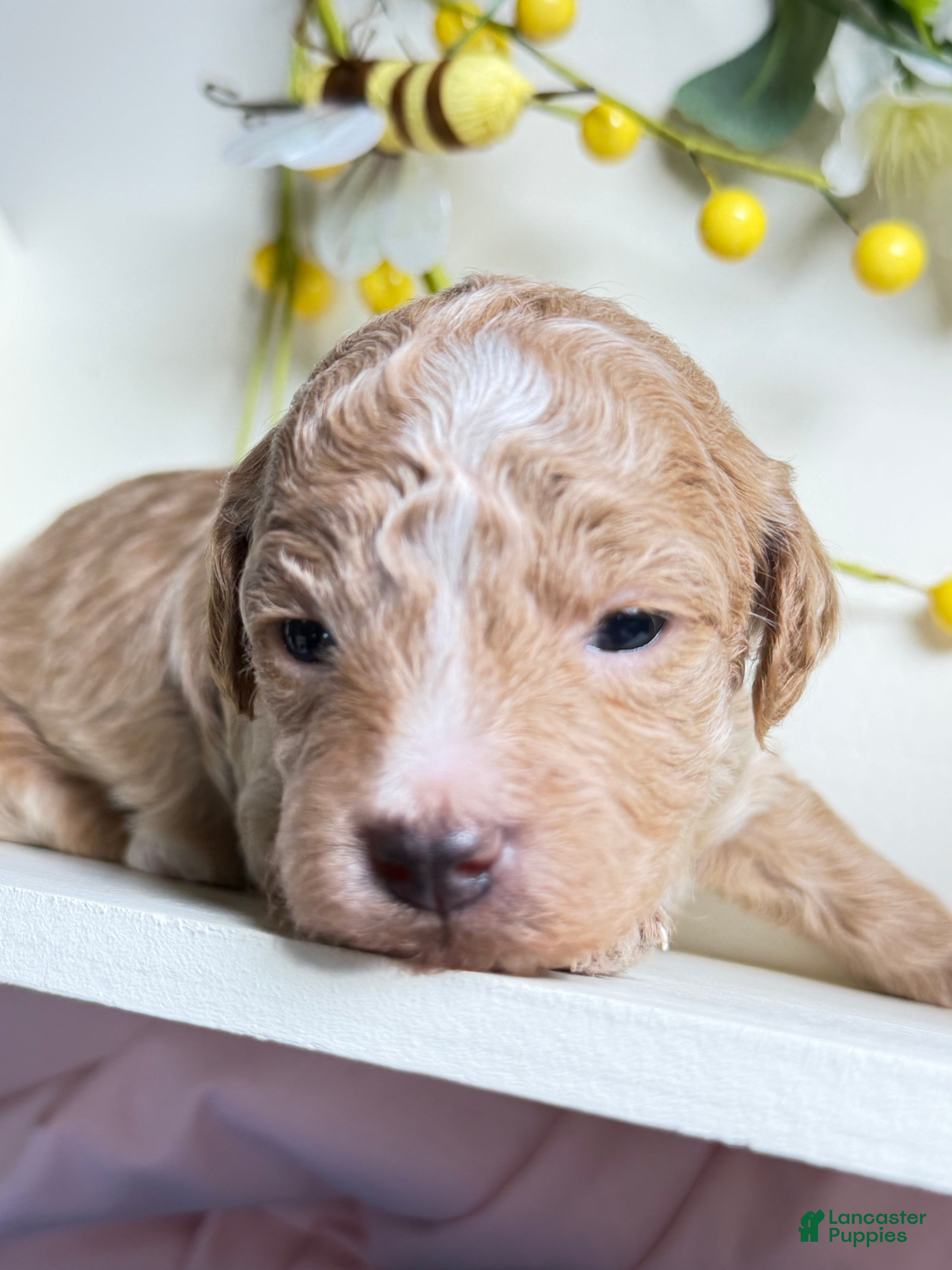 Miniature Poodle dogs Prince  - Ad 1