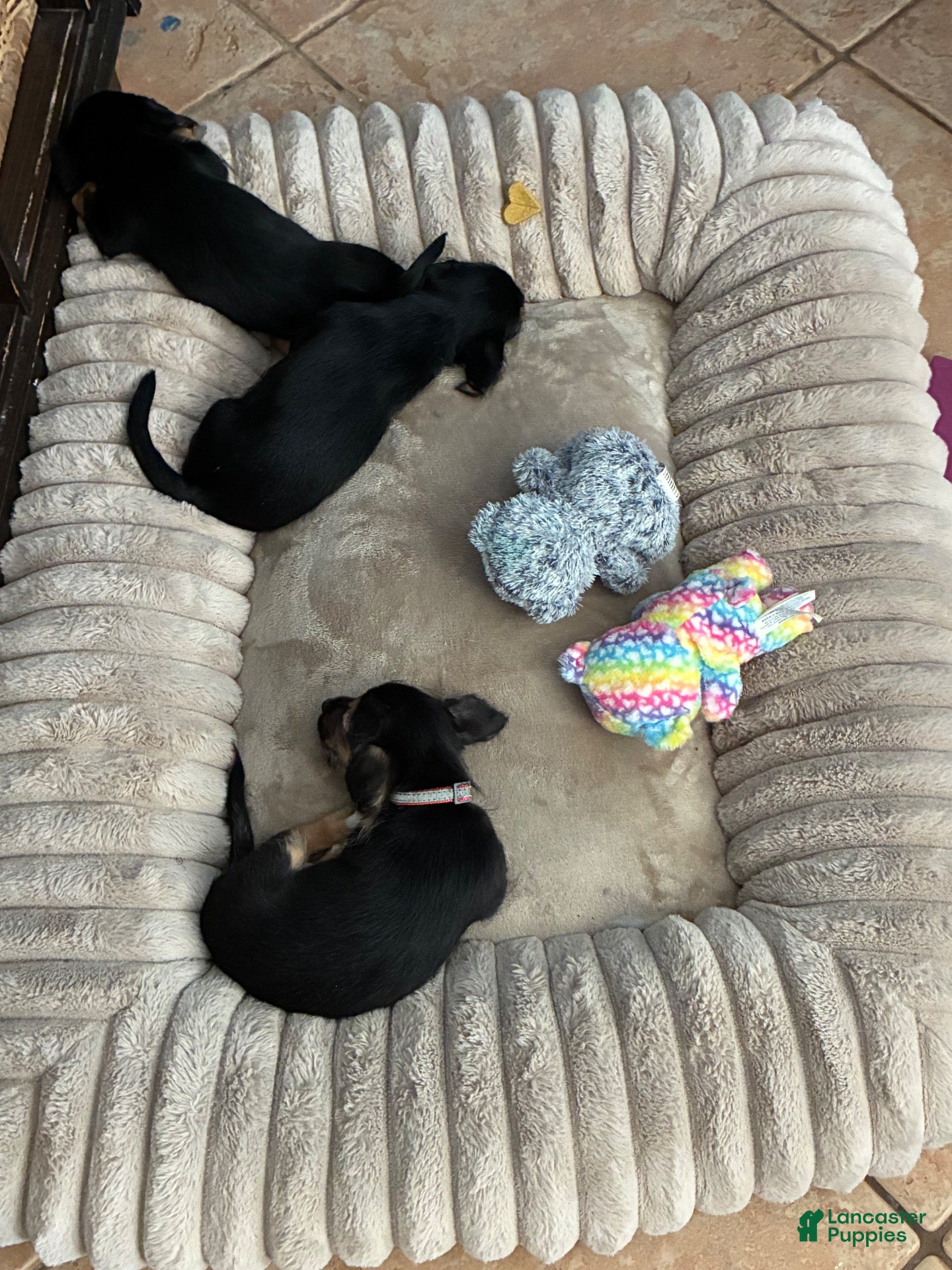 Mixed Breed dogs for sale: Mixed Breed 4 - Ad 1