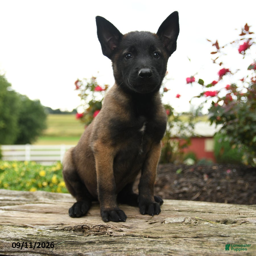 Belgian Malinois dogs Nova - Ad 1