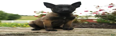 Nova