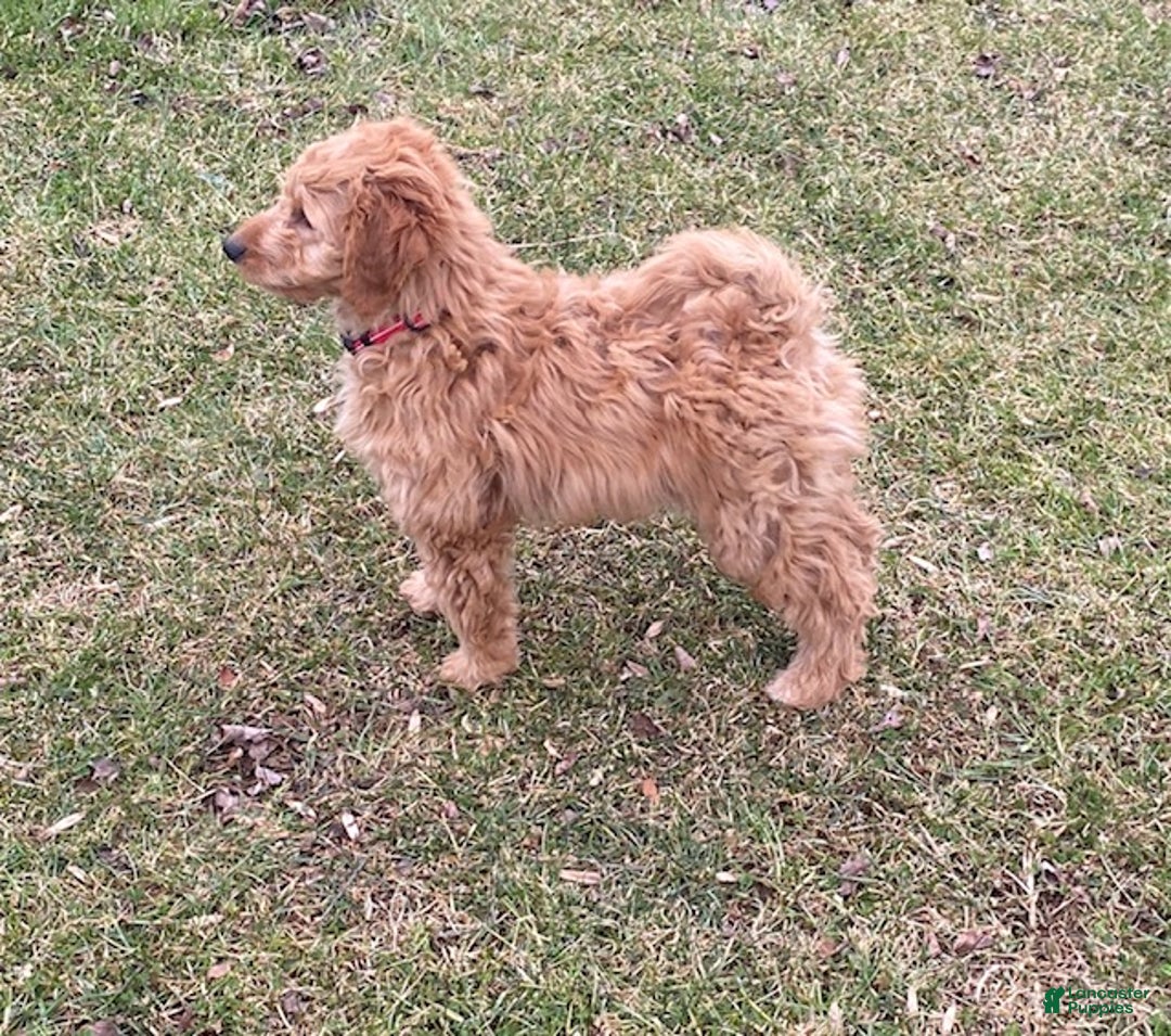 Mini Goldendoodle dogs for sale: Laney  - Ad 5