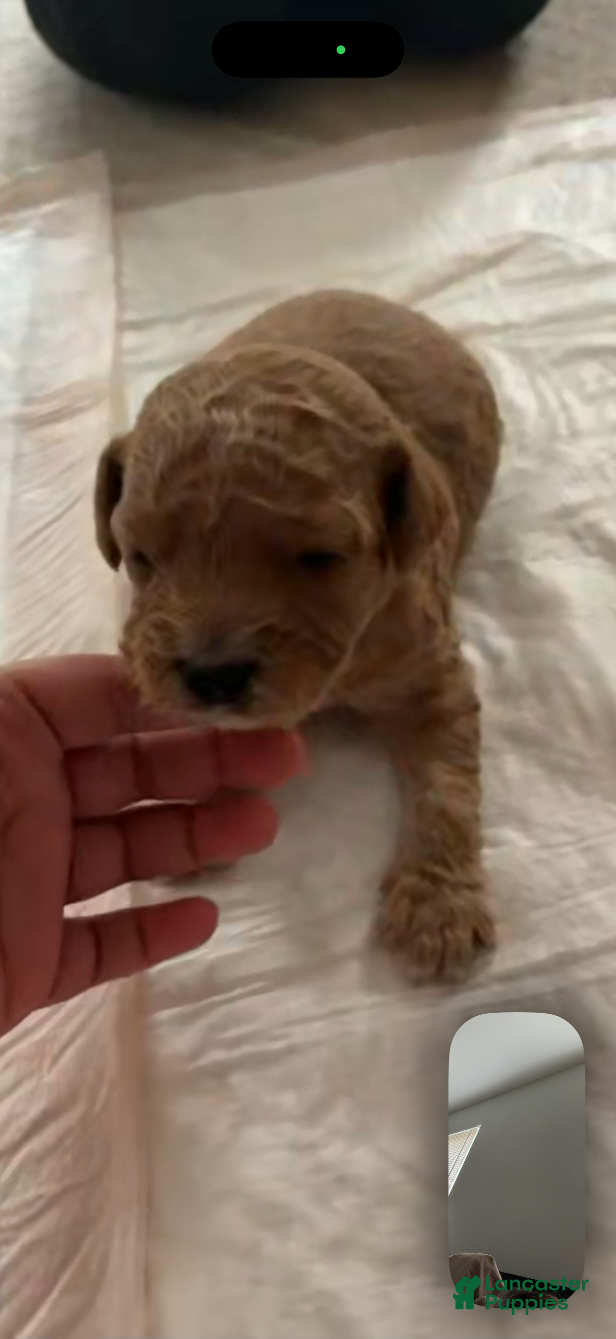 Mini Goldendoodle dogs Mini Goldendoodle Puppy 3 - Ad 27