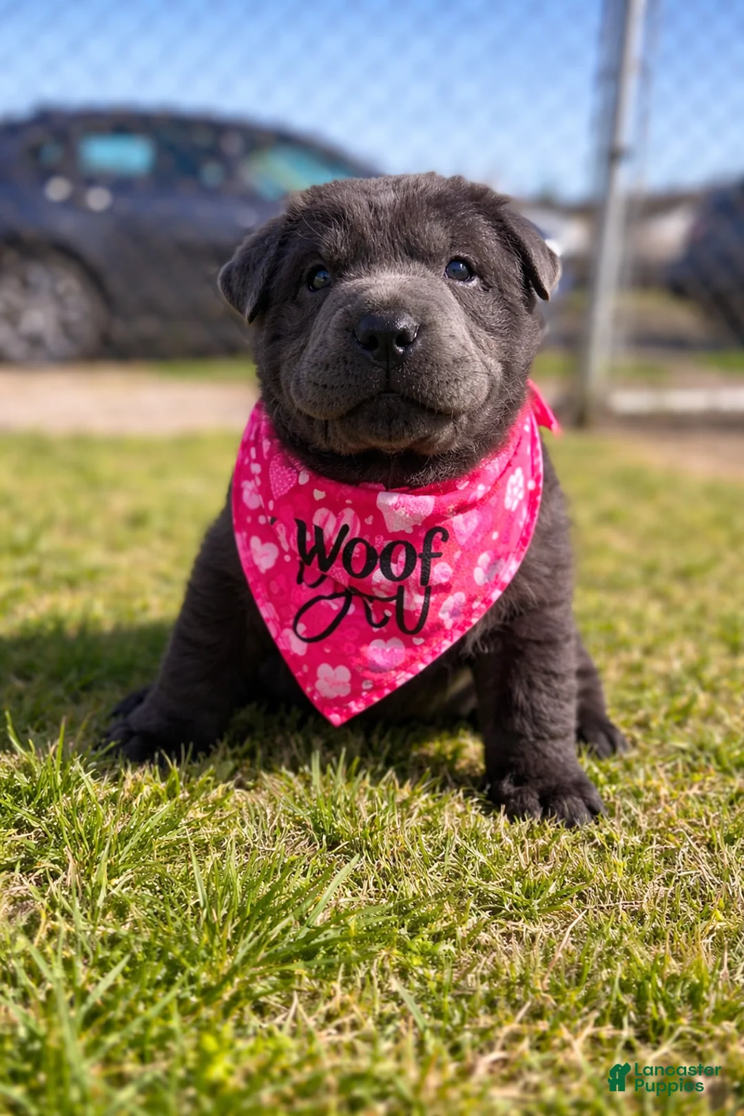 Mixed Breed dogs for sale: Mixed Breed Puppy 3 - Ad 1