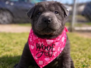 Mixed Breed dogs Mixed Breed Puppy 3 - Ad 3