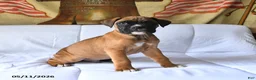 Boxer dogs for sale: Bruiser - Ad 2