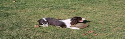 English Springer Spaniel dogs for sale: Banjo - Ad 6