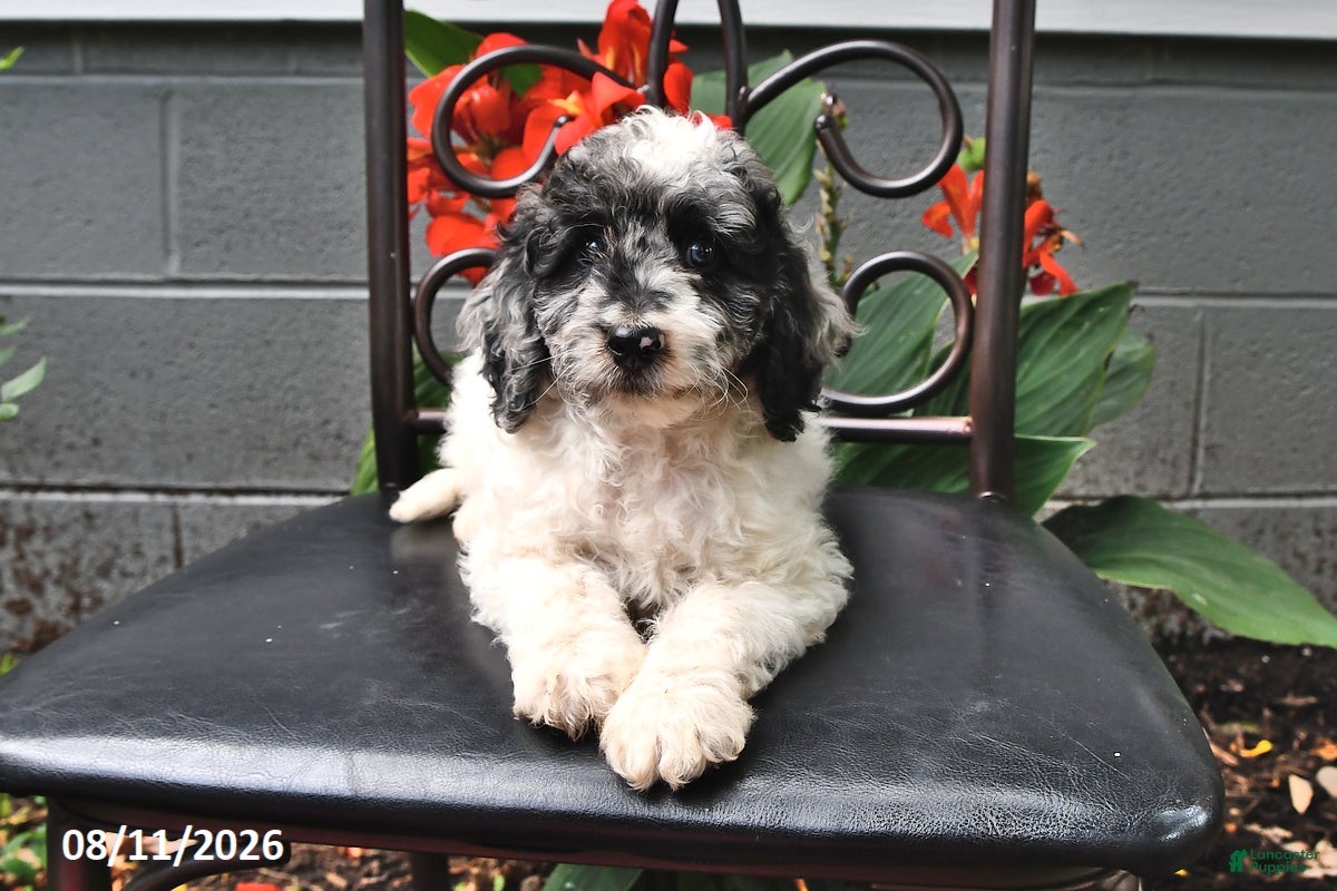 Cockapoo dogs for sale: Jared - Ad 3