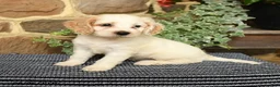 Cockapoo dogs for sale: Sugar - Ad 4