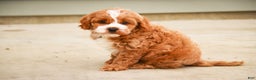 Cavapoo dogs for sale: Kohen - Ad 10