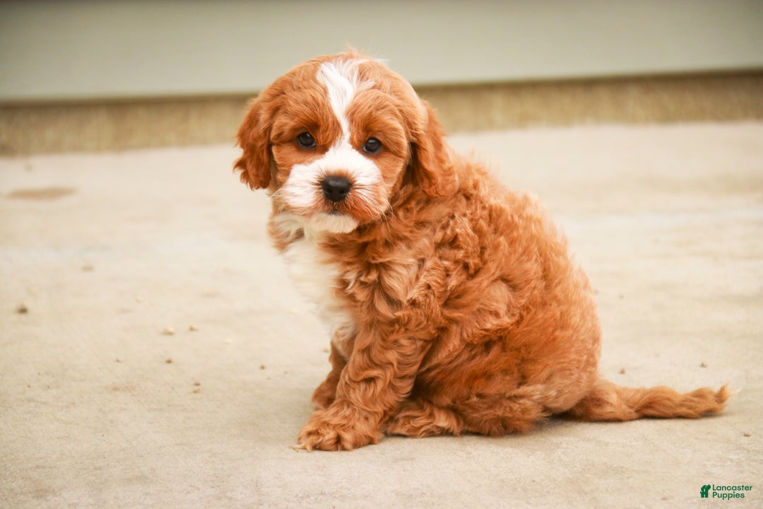 Cavapoo dogs for sale: Kohen - Ad 10