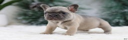 French Bulldog dogs for sale: Hariot - Ad 7