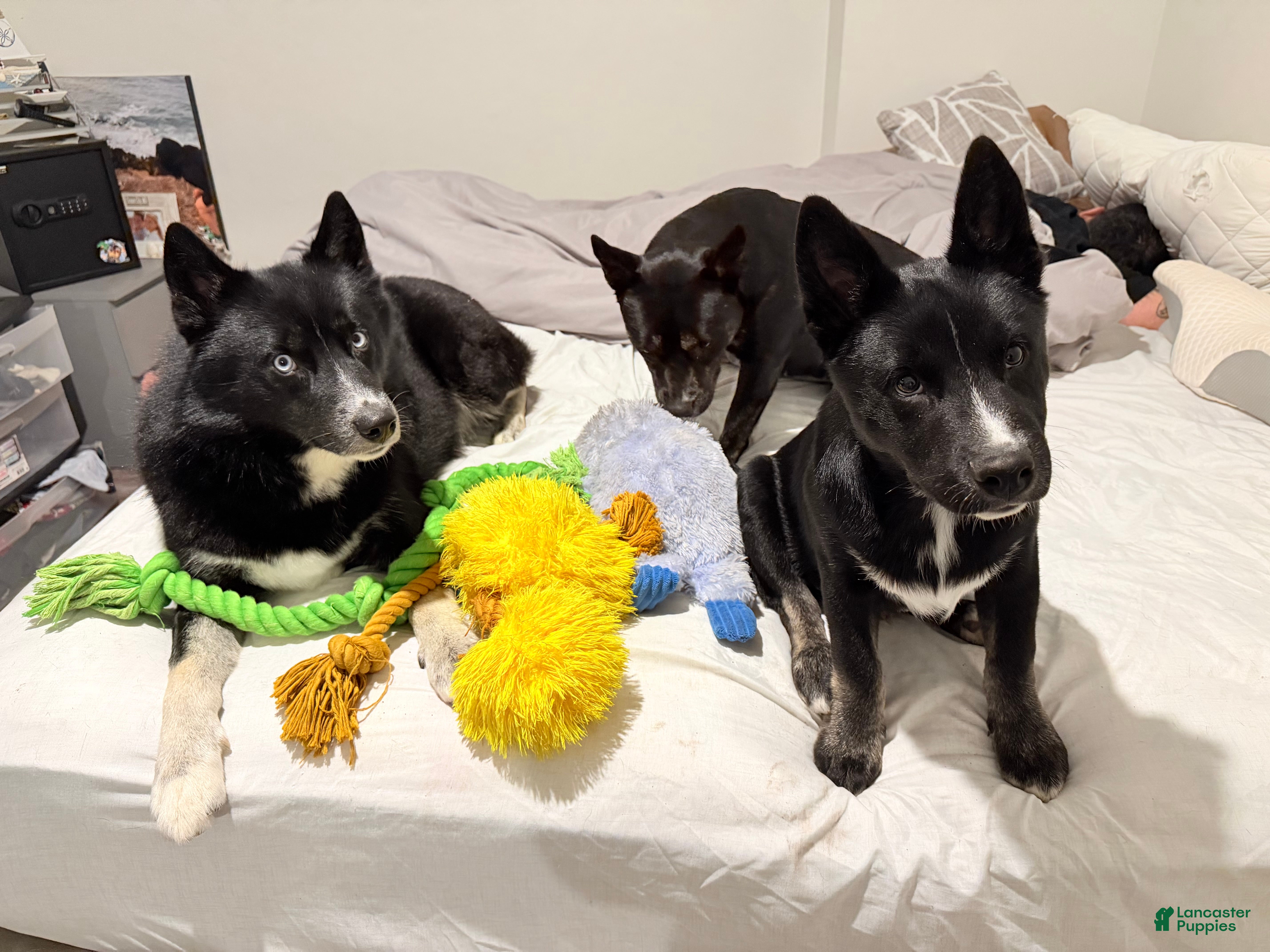 Pomsky dogs for sale: Pomsky 1 - Ad 6