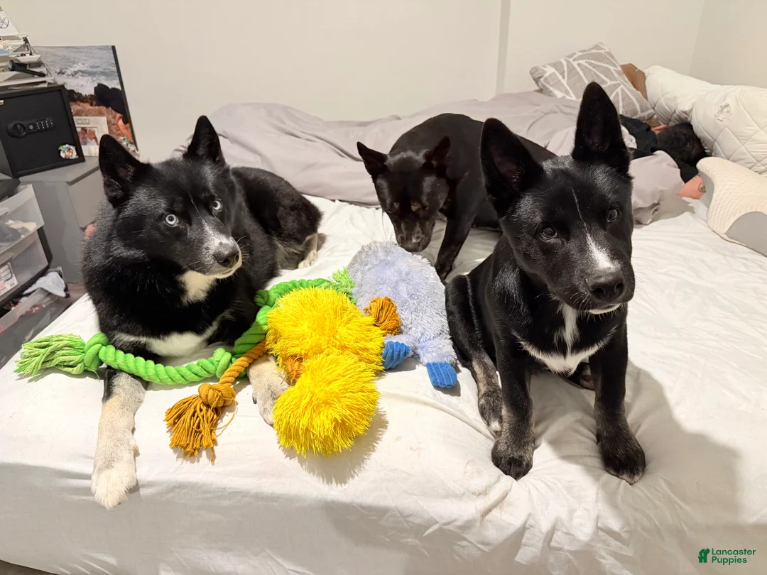 Pomsky dogs for sale: Pomsky 1 - Ad 1