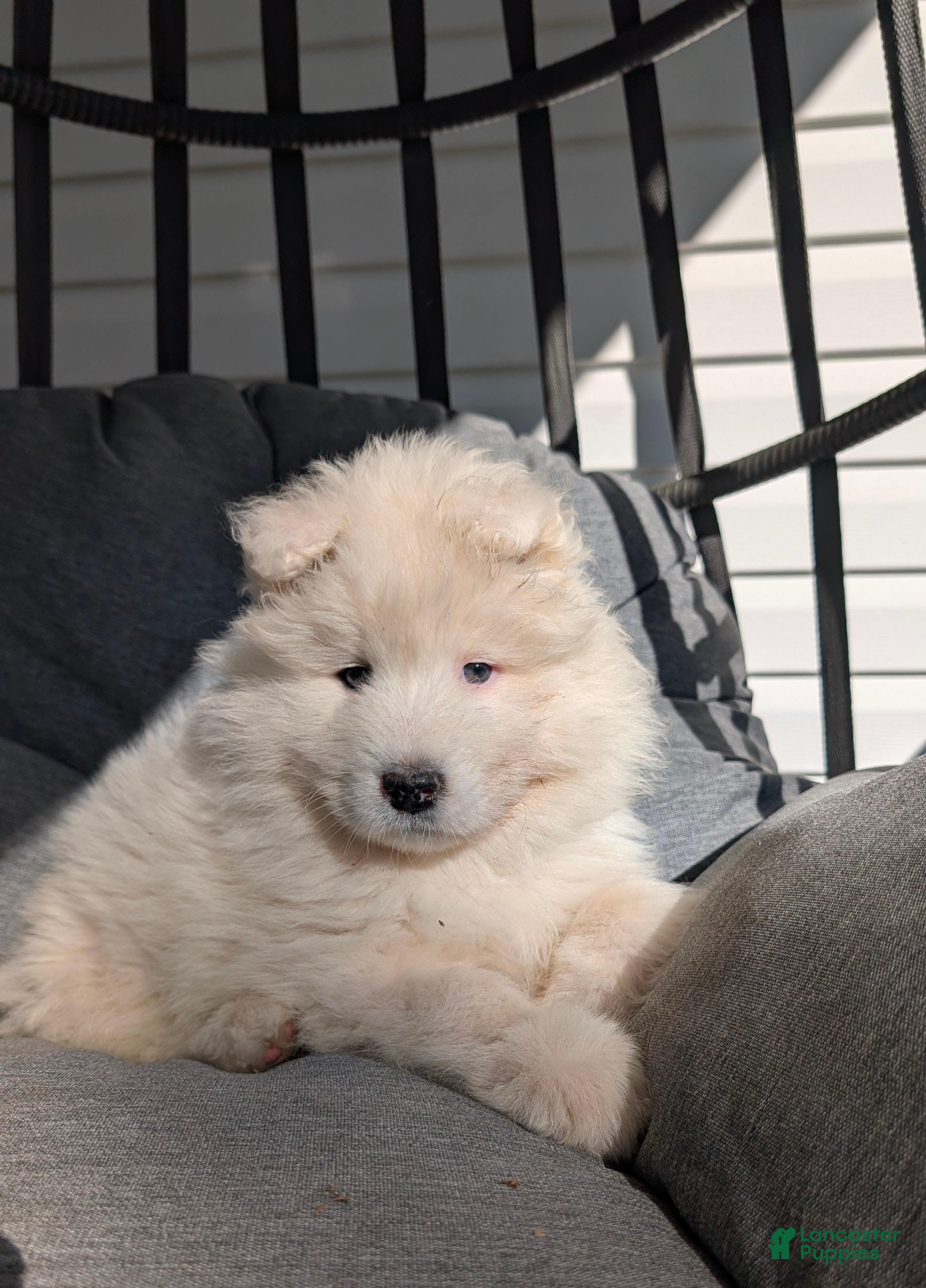 Samoyed dogs Benji - Ad 2