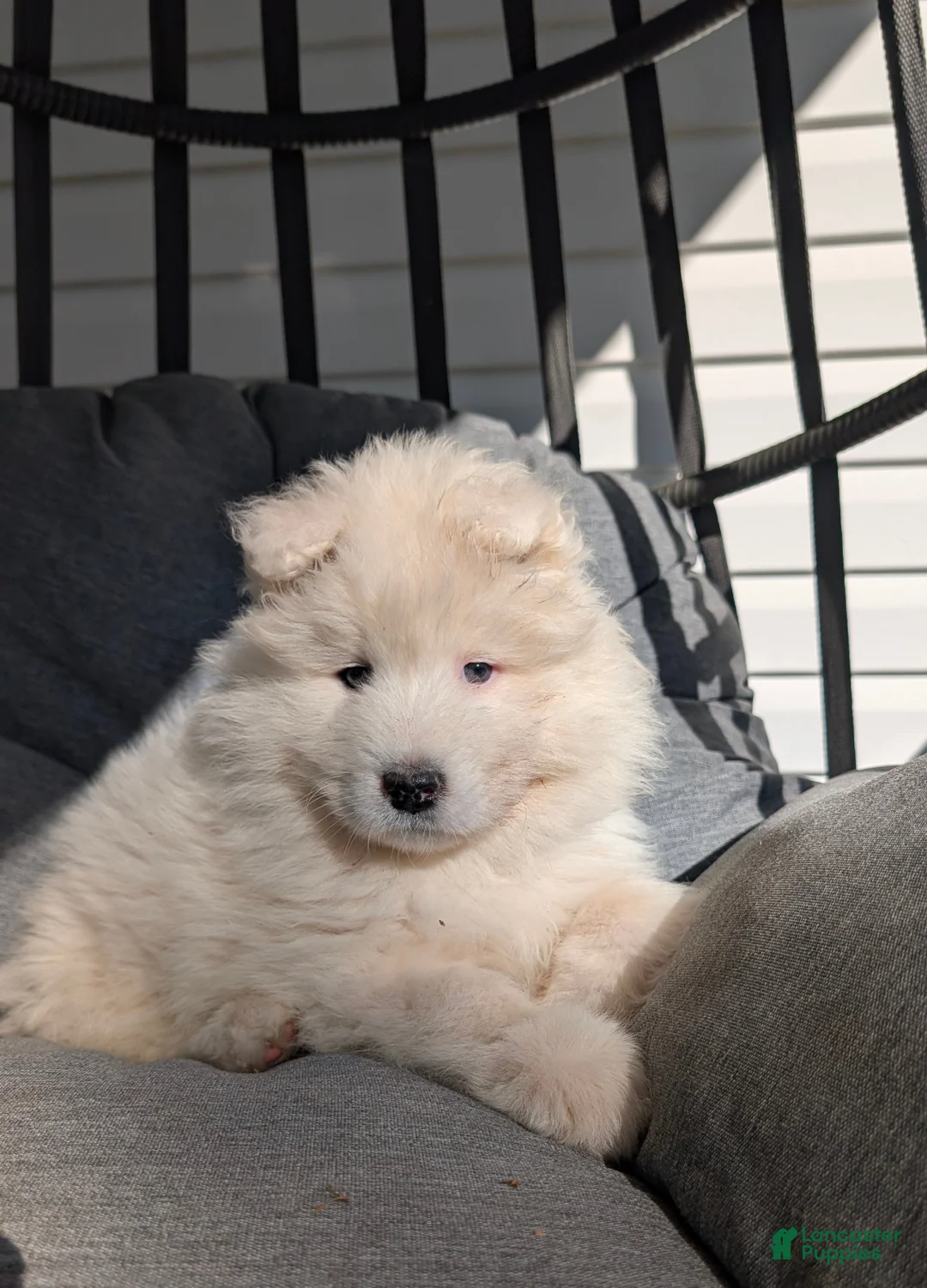 Samoyed dogs for sale: Benji - Ad 2