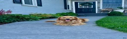 Golden Retriever dogs for sale: Greta - Ad 3