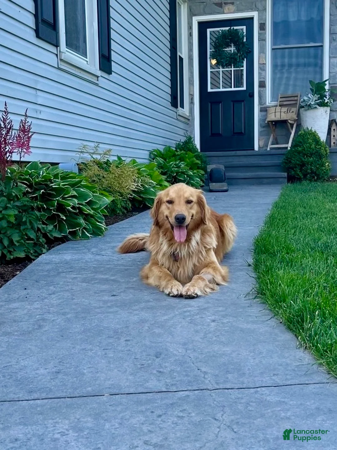 Golden Retriever dogs for sale: Greta - Ad 3