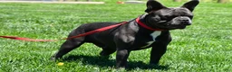 Frenchton dogs for sale: Nicky - Ad 3