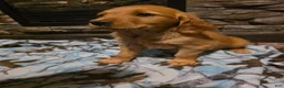 Golden Retriever dogs for sale: Cola - Ad 4