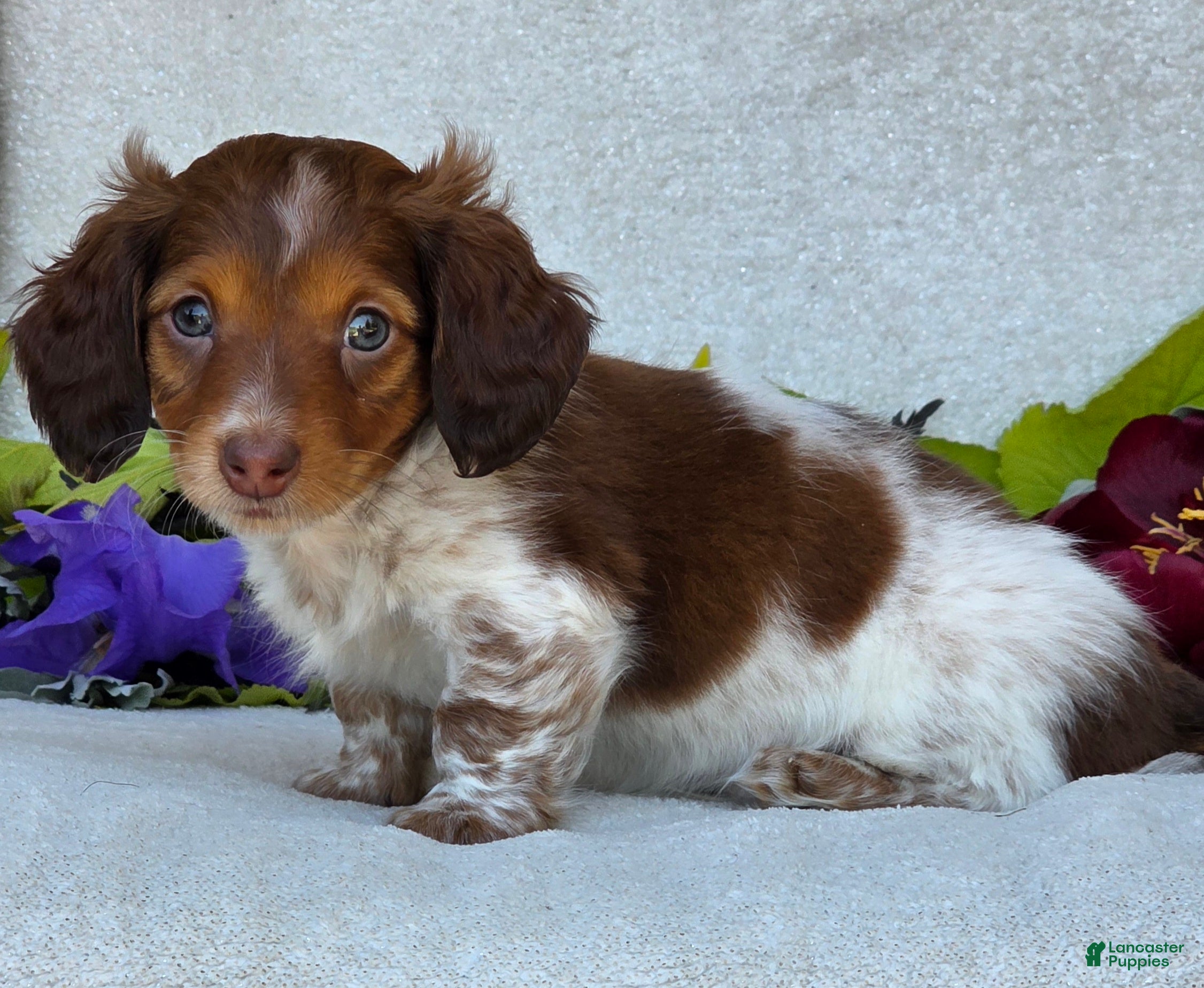 Miniature Dachshund dogs Lance - Ad 2