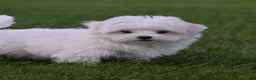Maltese dogs for sale: Maggie - Ad 4