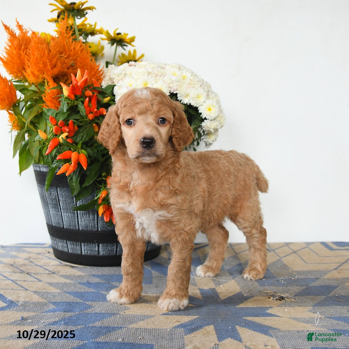 Standard Poodle dogs Tulip - Ad 2