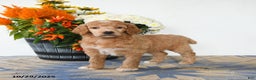 Standard Poodle dogs for sale: Tulip - Ad 1
