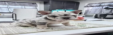 French Bulldog Puppy 3