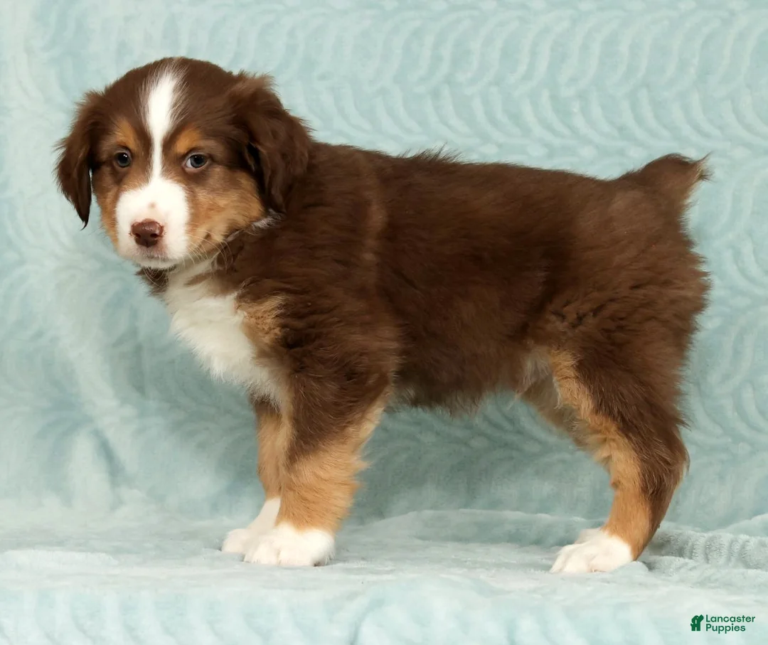 Australian Shepherd dogs for sale: Ronnie - Ad 5