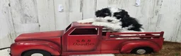 Mini Bernedoodle dogs for sale: F1b Hardy - Ad 2