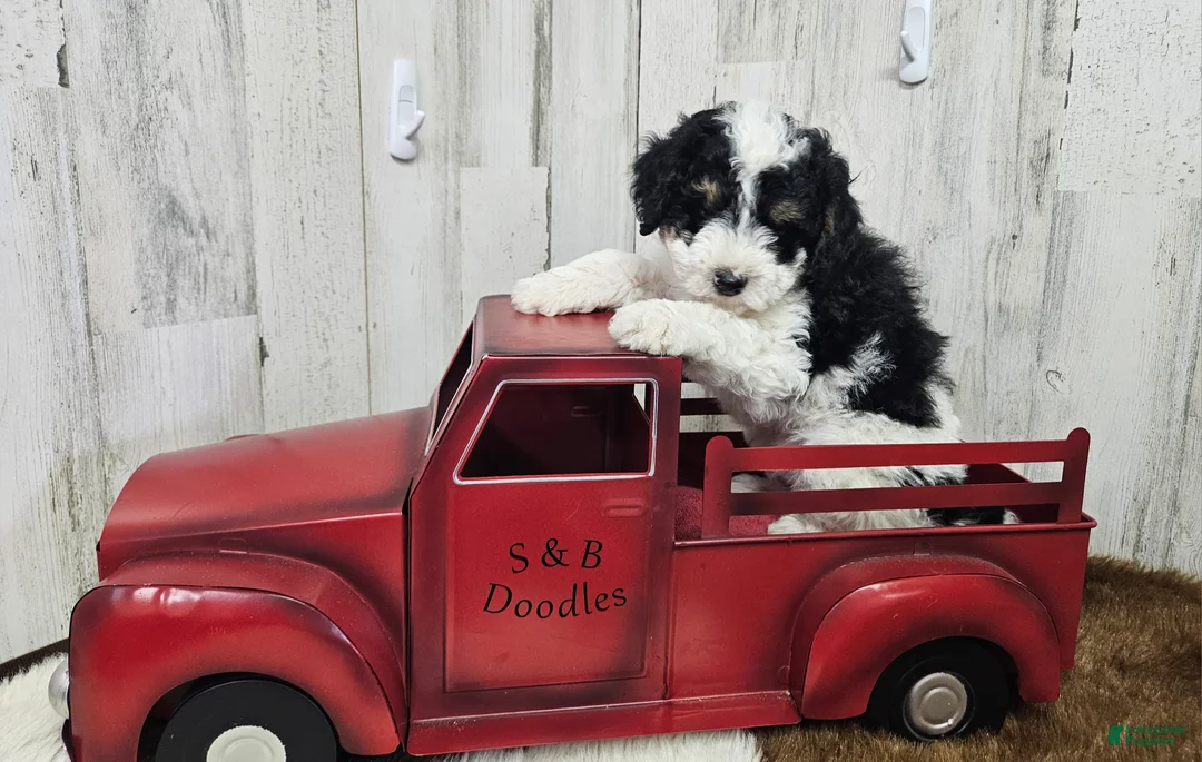 Mini Bernedoodle dogs for sale: F1b Hardy - Ad 2