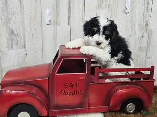 Mini Bernedoodle dogs F1b Hardy - Ad 17